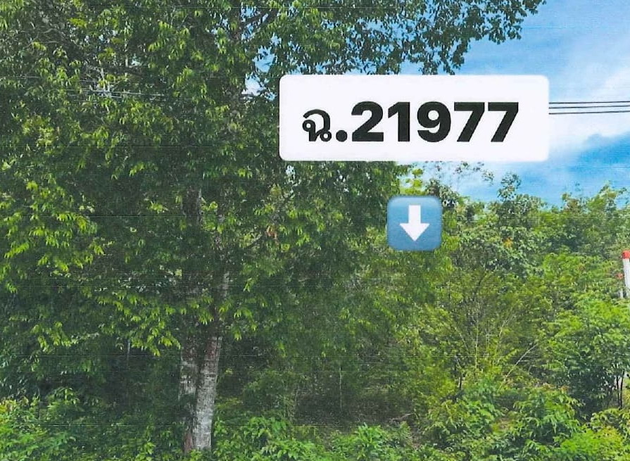 ขายทอดตลาด ที่ดินว่างเปล่า จ.นราธิวาส