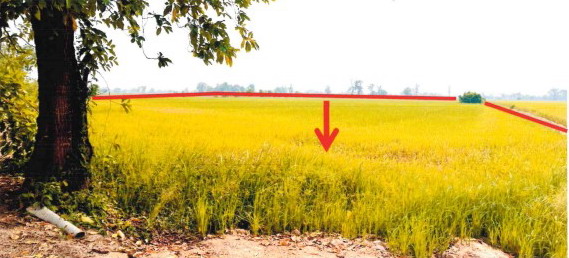 ขายทอดตลาด ที่ดินว่างเปล่า จ.สุโขทัย