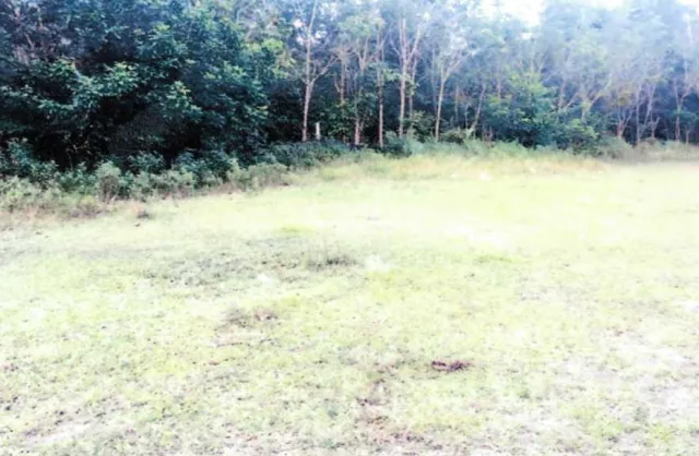 ขายทอดตลาด ที่ดินว่างเปล่า ต.กาลิซา อ.ระแงะ จ.นราธิวาส