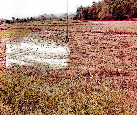 ขายทอดตลาด ที่ดินว่างเปล่า ต.ทุ่งเสลี่ยม อ.ทุ่งเสลี่ยม จ.สุโขทัย