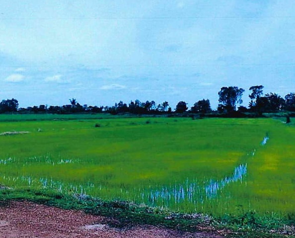 ขายทอดตลาด ที่ดินว่างเปล่า ต.หนองกลับ อ.สวรรคโลก จ.สุโขทัย