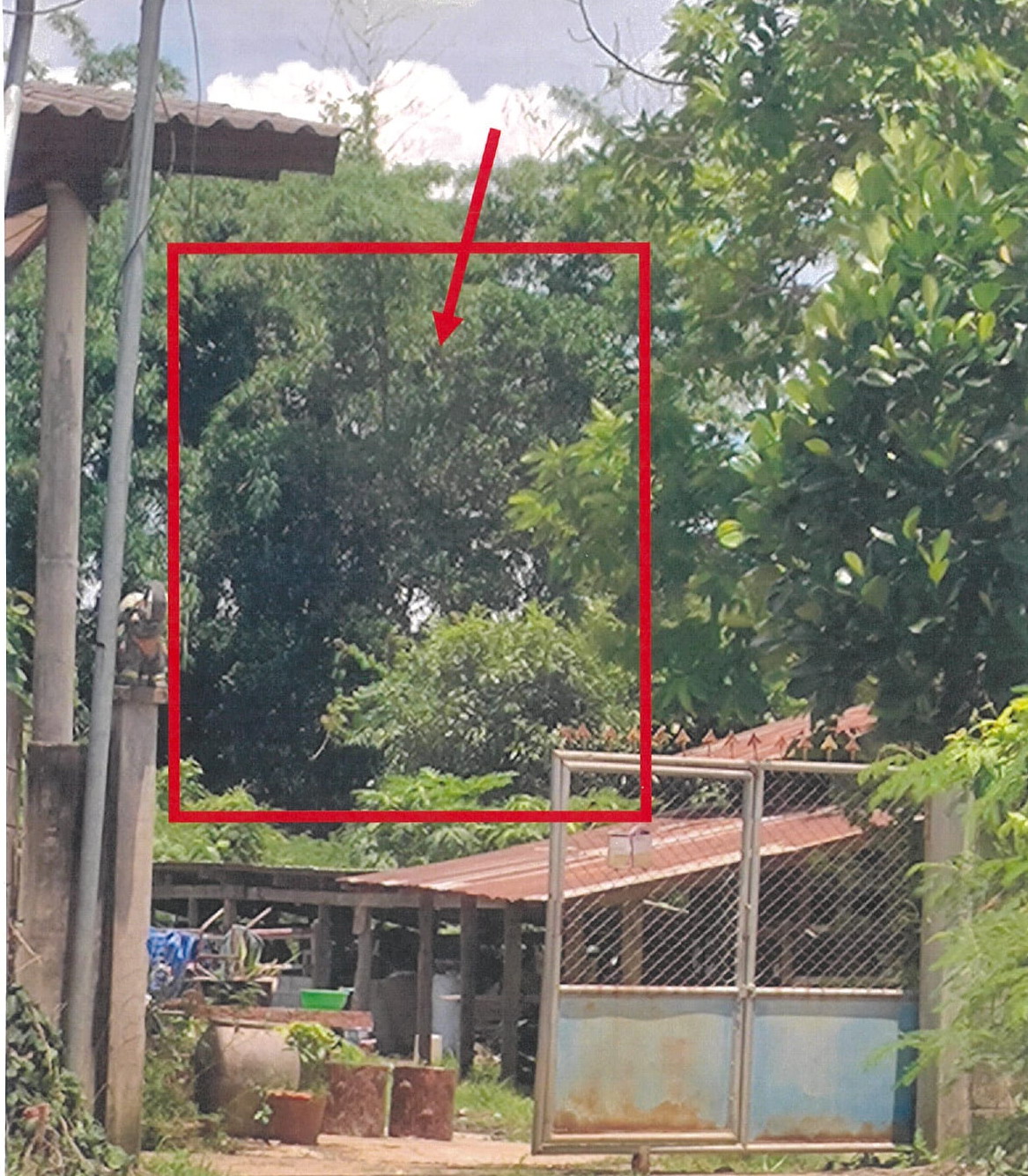 ขายทอดตลาด ที่ดินว่างเปล่า ต.ป่างิ้ว อ.ศรีสัชนาลัย จ.สุโขทัย