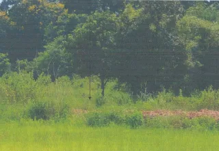 รูปทรัพย์ 2