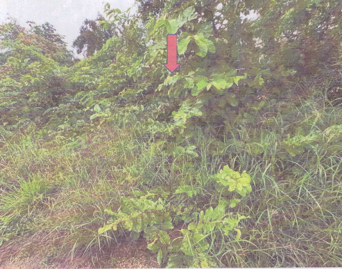 ขายทอดตลาด ที่ดินว่างเปล่า ต.บ้านกอก อ.จัตุรัส จ.ชัยภูมิ