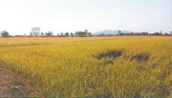 ขายทอดตลาด ที่ดินว่างเปล่า ต.หนองกลับ อ.สวรรคโลก จ.สุโขทัย