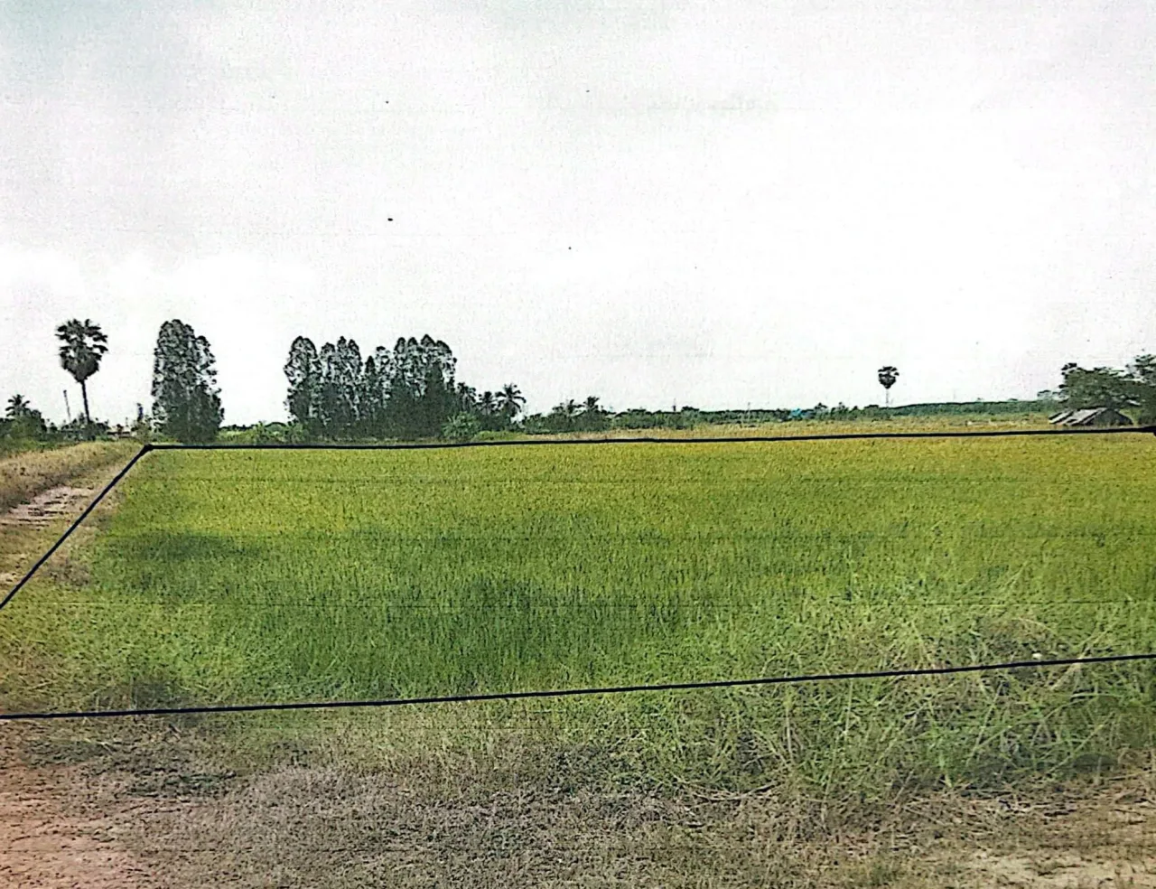 ขายทอดตลาด ที่ดินว่างเปล่า ต.หนองบัว อ.ศรีนคร จ.สุโขทัย