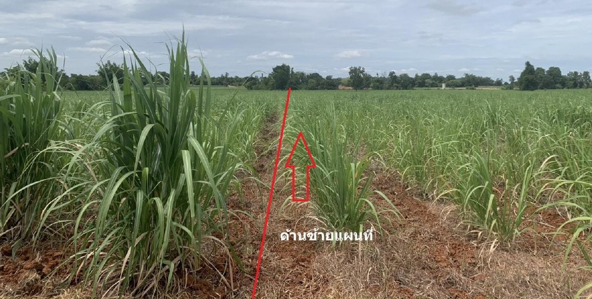 ขายทอดตลาด ที่ดินว่างเปล่า ต.บ้านกอก อ.จัตุรัส จ.ชัยภูมิ