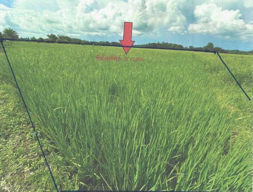 ขายทอดตลาด ที่ดินว่างเปล่า ต.สารจิตร อ.ศรีสัชนาลัย จ.สุโขทัย