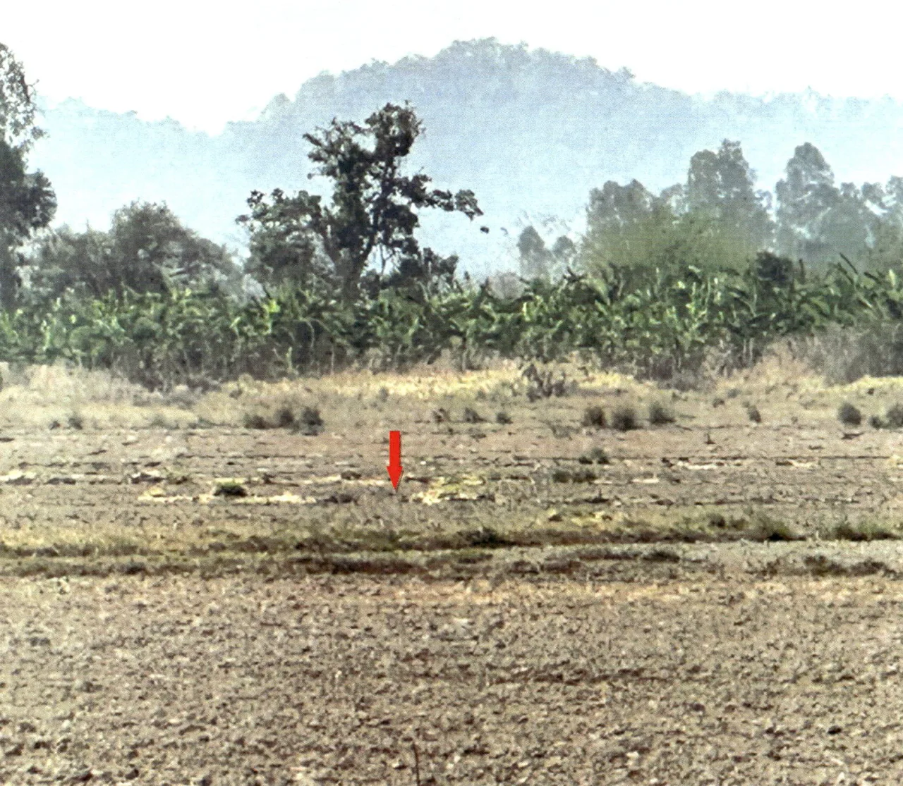 ขายทอดตลาด ที่ดินว่างเปล่า ต.ดอยลาน อ.เมืองเชียงราย จ.เชียงราย