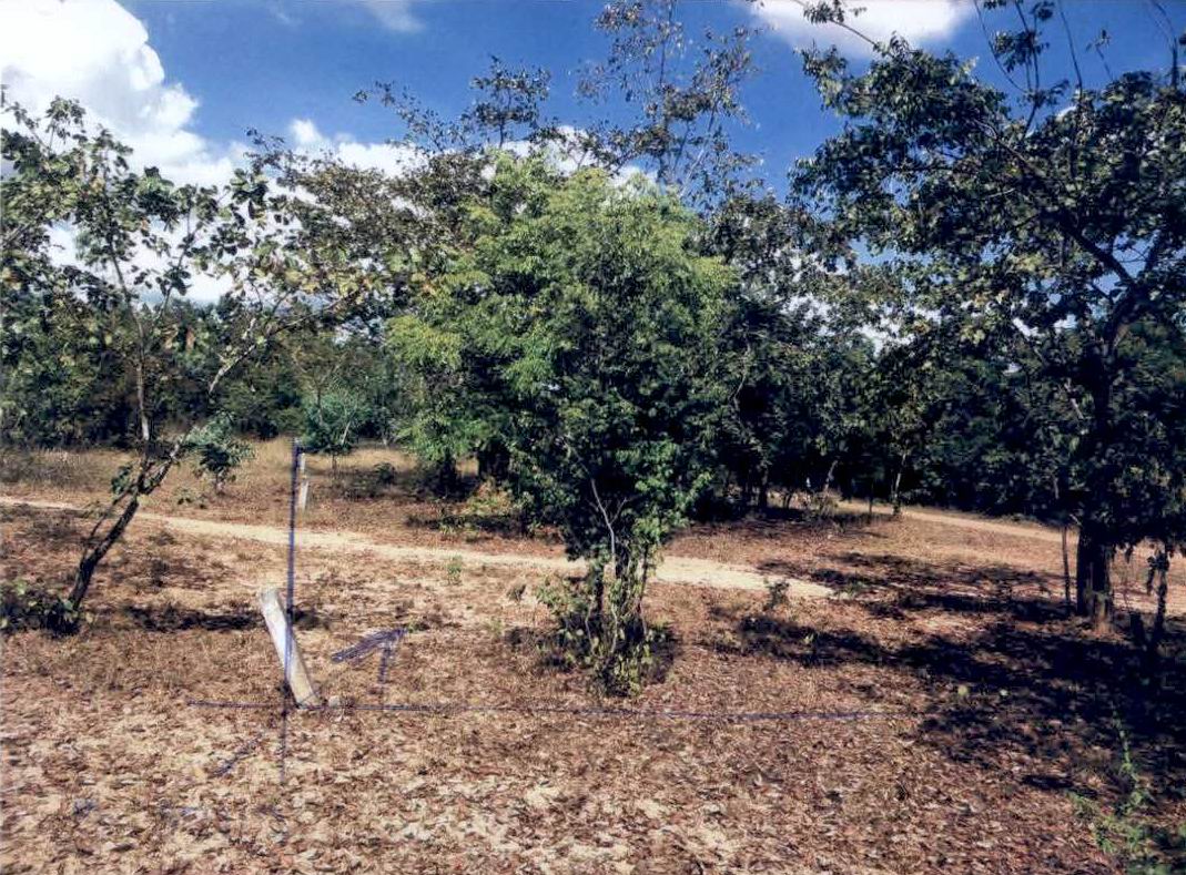 ขายทอดตลาด ที่ดินว่างเปล่า ต.โพนทอง อ.เมืองชัยภูมิ จ.ชัยภูมิ