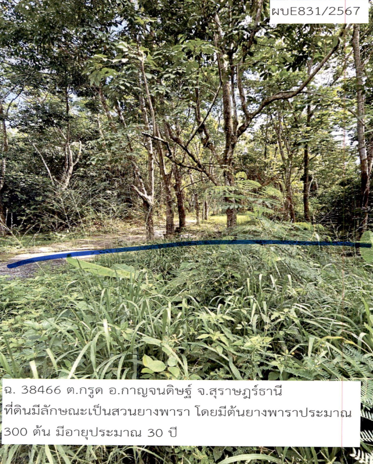 ขายทอดตลาด ที่ดินว่างเปล่า จ.สุราษฎร์ธานี