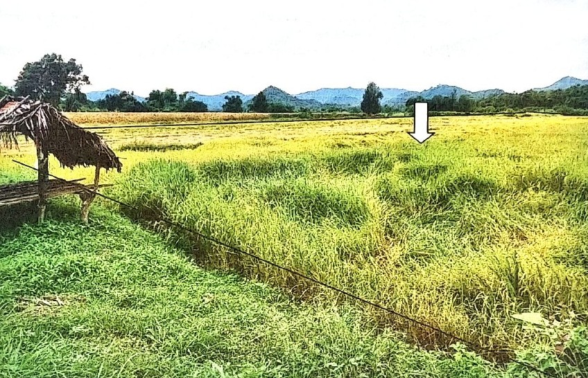 ขายทอดตลาด ที่ดินว่างเปล่า จ.ตาก