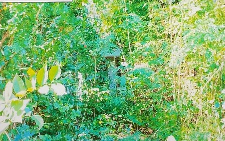 ขายทอดตลาด ที่ดินพร้อมสิ่งปลูกสร้าง จ.นครราชสีมา