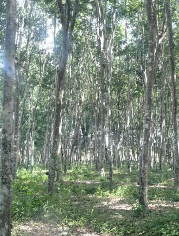 ขายทอดตลาด ที่ดินว่างเปล่า จ.สุราษฎร์ธานี