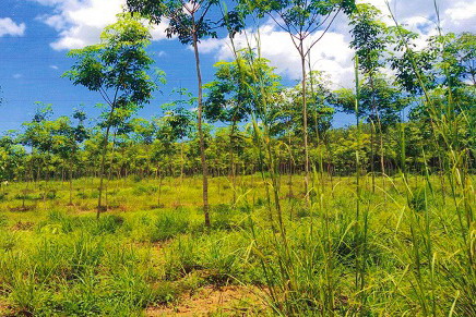 ขายทอดตลาด ที่ดินว่างเปล่า จ.ตรัง