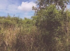 ขายทอดตลาด ที่ดินว่างเปล่า จ.ตรัง