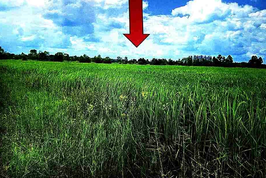 ขายทอดตลาด ที่ดินว่างเปล่า จ.นครราชสีมา
