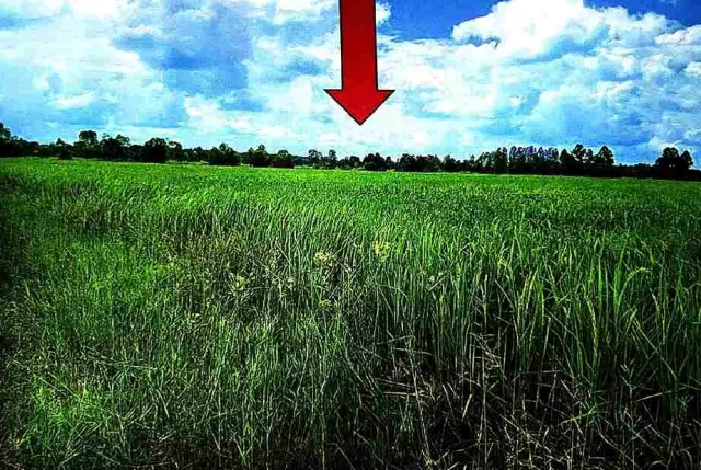 ขายทอดตลาด ที่ดินว่างเปล่า จ.นครราชสีมา