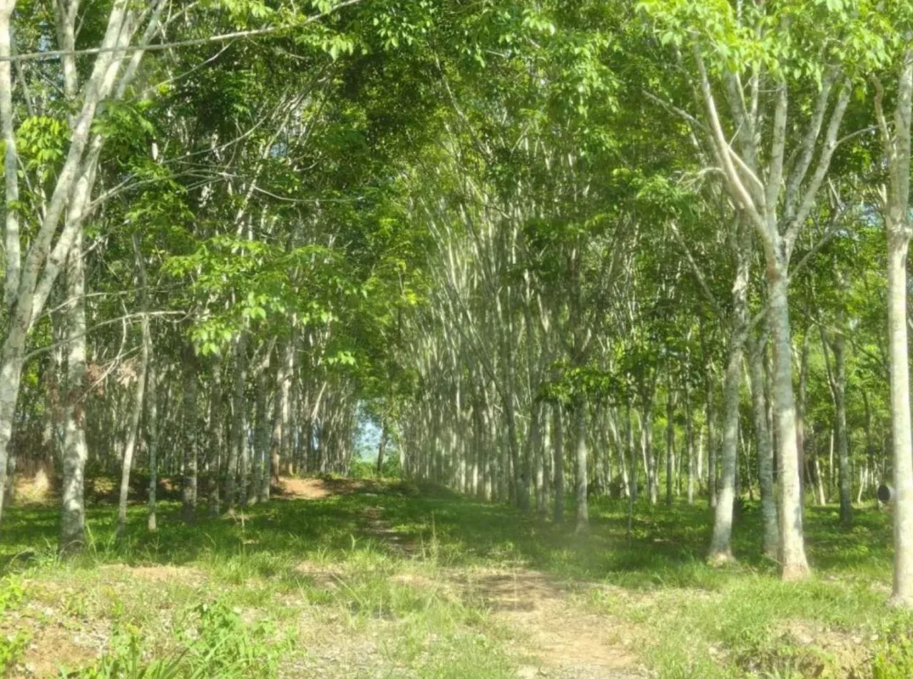 ขายทอดตลาด ที่ดินว่างเปล่า จ.ตรัง