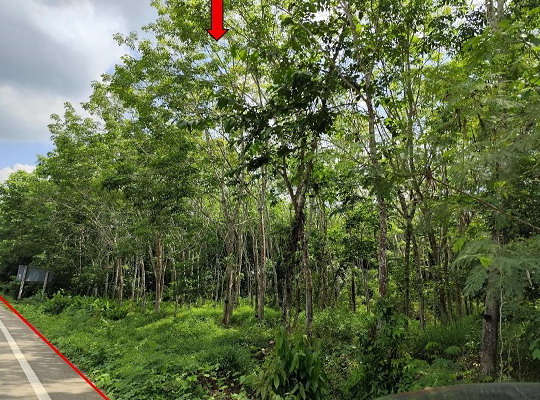 ขายทอดตลาด ที่ดินว่างเปล่า จ.ตรัง