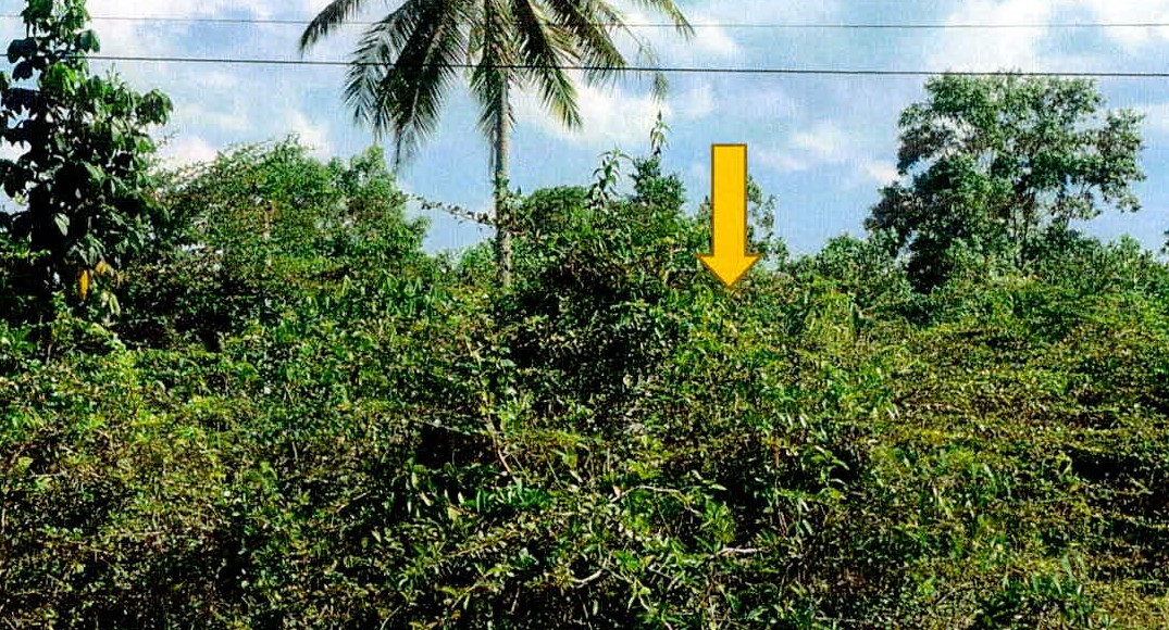 ขายทอดตลาด ที่ดินว่างเปล่า ต.ดอนทราย อ.ไม้แก่น จ.ปัตตานี