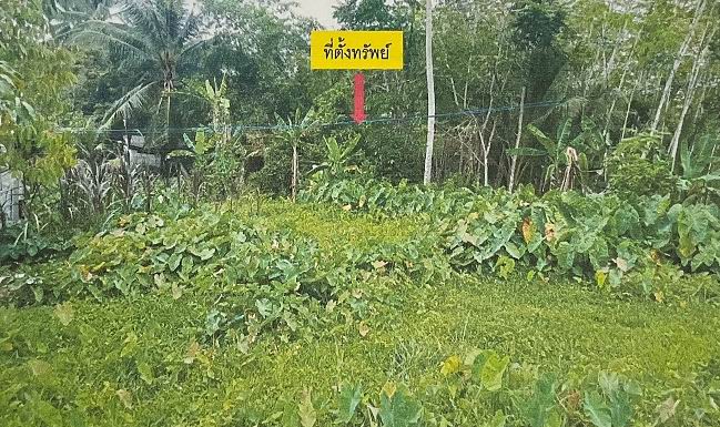 ขายทอดตลาด ที่ดินว่างเปล่า ต.มายอ อ.มายอ จ.ปัตตานี