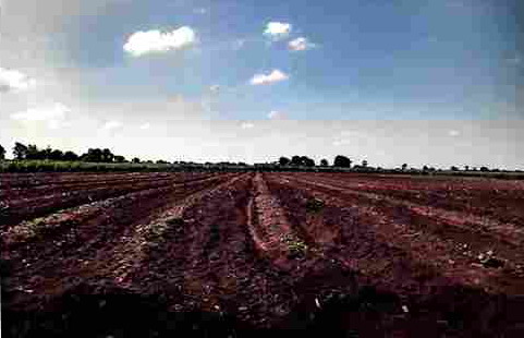 ขายทอดตลาด ที่ดินว่างเปล่า ต.หนองบัวละคร อ.ด่านขุนทด จ.นครราชสีมา