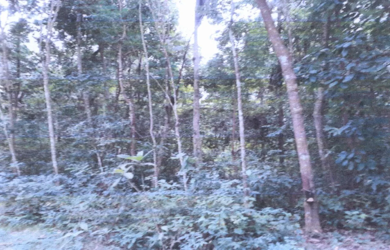 ขายทอดตลาด ที่ดินว่างเปล่า ต.ปล่องหอย อ.กะพ้อ จ.ปัตตานี
