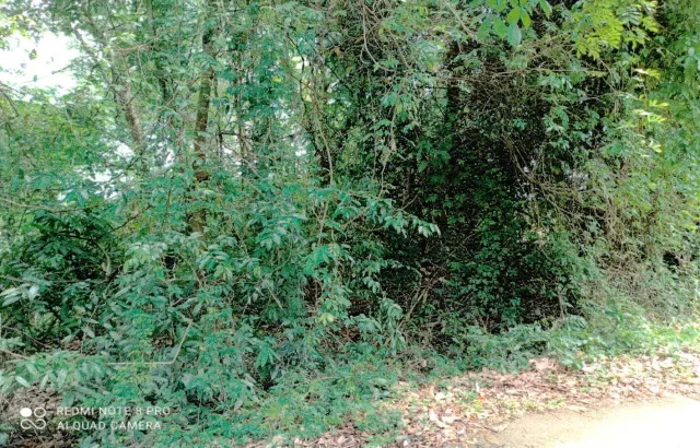 ขายทอดตลาด ที่ดินว่างเปล่า ต.ปุยุด อ.เมืองปัตตานี จ.ปัตตานี