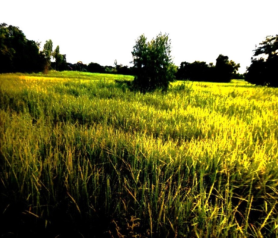 ขายทอดตลาด ที่ดินว่างเปล่า จ.อำนาจเจริญ