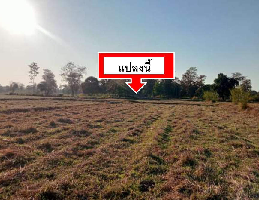 ขายทอดตลาด ที่ดินว่างเปล่า จ.อำนาจเจริญ