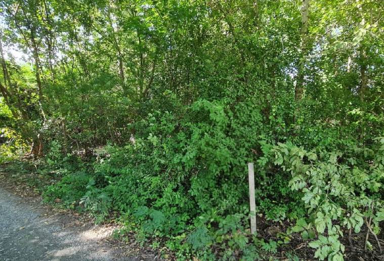 ขายทอดตลาด ที่ดินว่างเปล่า จ.นครปฐม