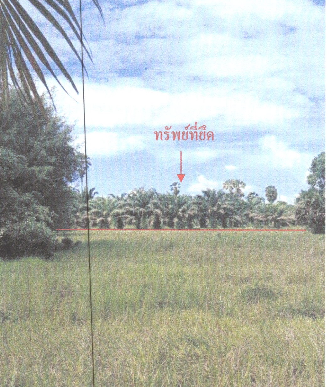 ขายทอดตลาด ที่ดินว่างเปล่า จ.พัทลุง