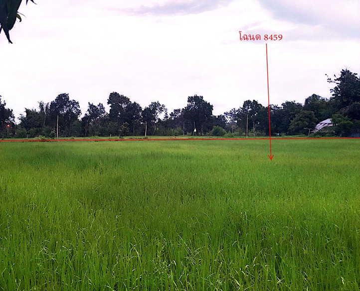ขายทอดตลาด ที่ดินว่างเปล่า ต.ลือ อ.ปทุมราชวงศา จ.อำนาจเจริญ