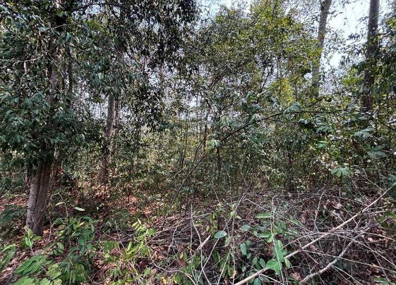 ขายทอดตลาด ที่ดินว่างเปล่า ต.เค็งใหญ่ อ.หัวตะพาน จ.อำนาจเจริญ