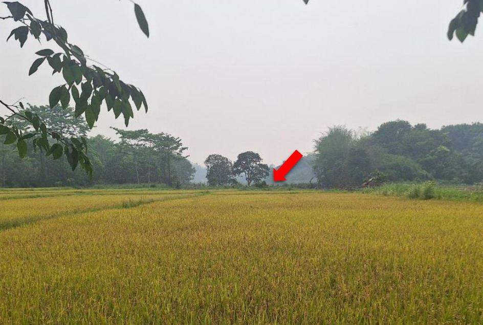 ขายทอดตลาด ที่ดินว่างเปล่า ต.สันทราย อ.แม่จัน จ.เชียงราย