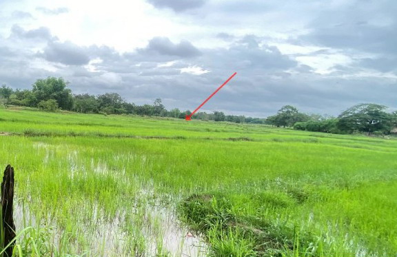 ขายทอดตลาด ที่ดินว่างเปล่า จ.กาฬสินธุ์