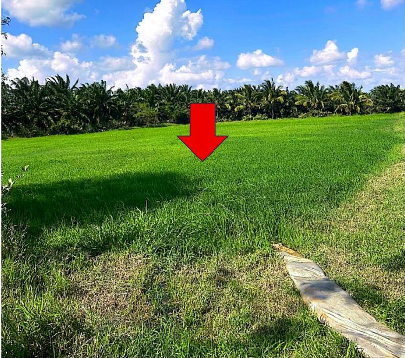 ขายทอดตลาด ที่ดินว่างเปล่า จ.นครศรีธรรมราช