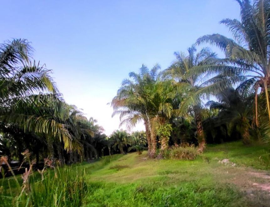 ขายทอดตลาด ที่ดินว่างเปล่า ต.ทางพูน อ.เฉลิมพระเกียรติ จ.นครศรีธรรมราช
