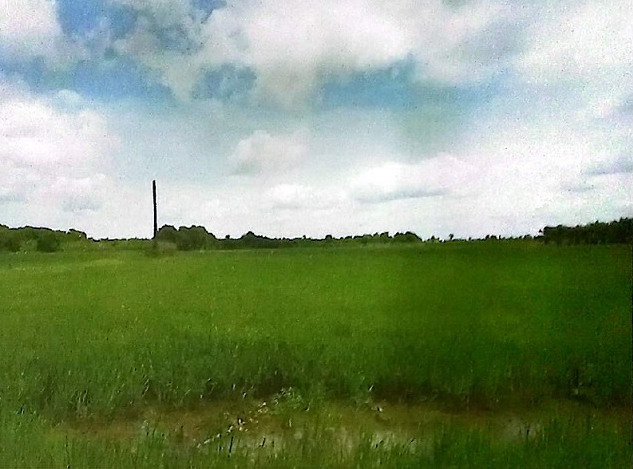 ขายทอดตลาด ที่ดินว่างเปล่า ต.เขาพังไกร อ.หัวไทร จ.นครศรีธรรมราช
