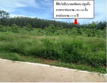 ขายทอดตลาด ที่ดินว่างเปล่า ต.ศรีวิไล อ.ศรีวิไล จ.บึงกาฬ