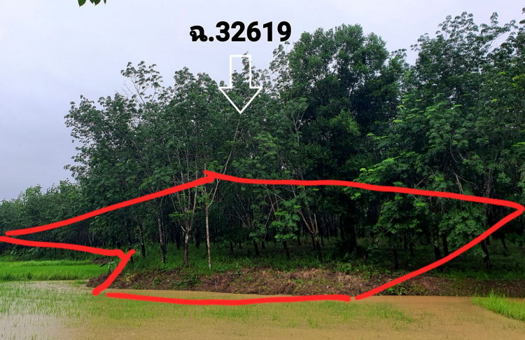 ขายทอดตลาด ที่ดินว่างเปล่า ต.โป่งเปือย อ.เมืองบึงกาฬ จ.บึงกาฬ