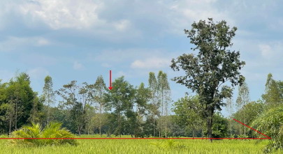 ขายทอดตลาด ที่ดินว่างเปล่า จ.บึงกาฬ