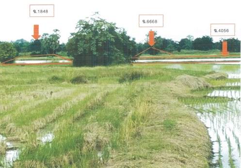 ขายทอดตลาด ที่ดินว่างเปล่า ต.ห้วยรอบ อ.หนองขาหย่าง จ.อุทัยธานี