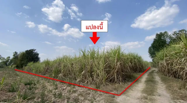 ขายทอดตลาด ที่ดินว่างเปล่า ต.ไผ่เขียว อ.สว่างอารมณ์ จ.อุทัยธานี