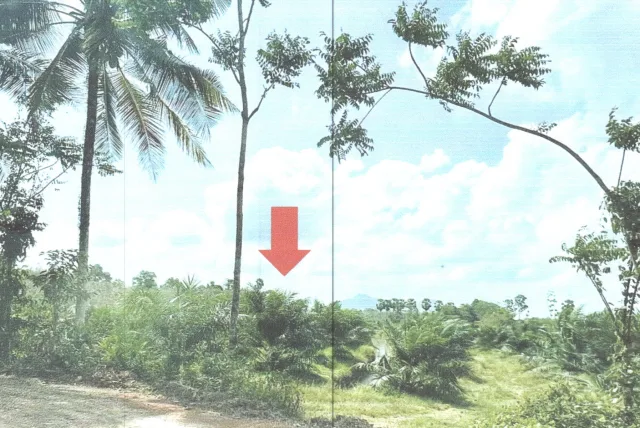 ขายทอดตลาด ที่ดินว่างเปล่า จ.พัทลุง