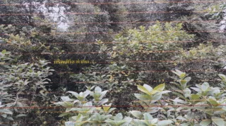 รูปทรัพย์ 1