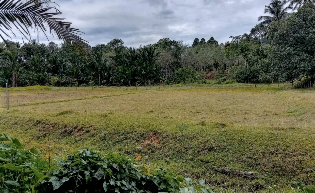ขายทอดตลาด ที่ดินว่างเปล่า ต.คลองทรายขาว อ.กงหรา จ.พัทลุง