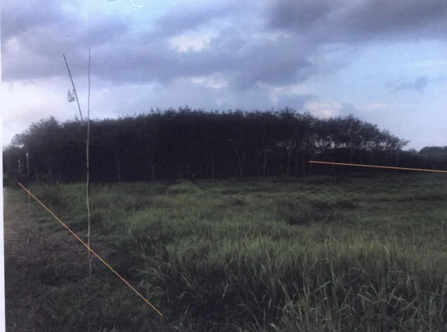 ขายทอดตลาด ที่ดินว่างเปล่า ต.คลองเฉลิม อ.กงหรา จ.พัทลุง