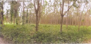 รูปทรัพย์ 4
